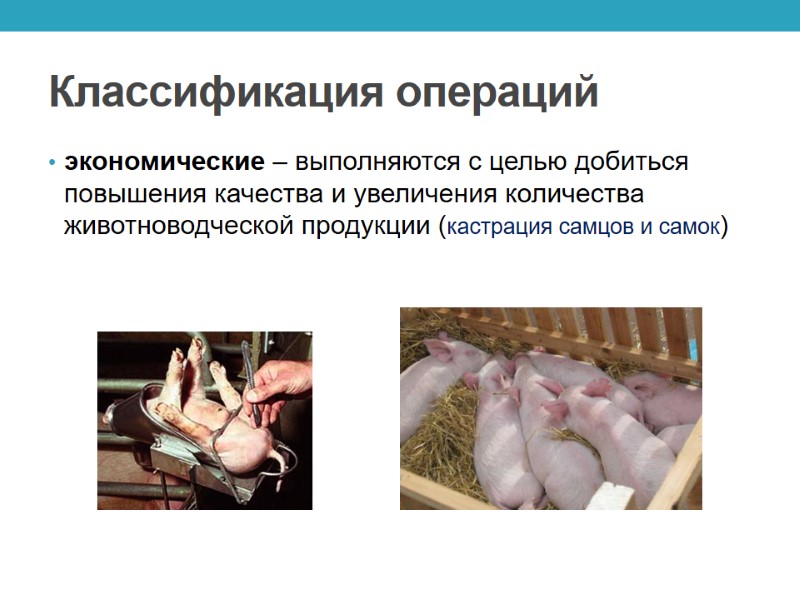 Классификация операций экономические – выполняются с целью добиться повышения качества и увеличения количества животноводческой